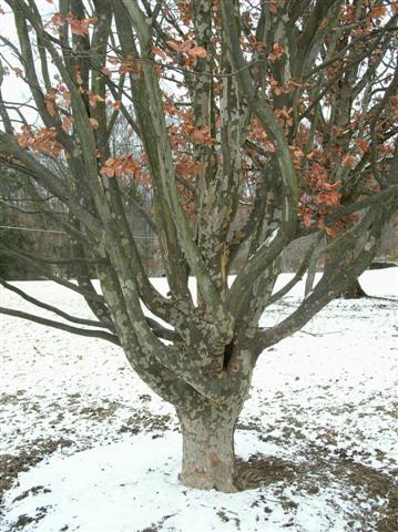 Persian Parrotia tree